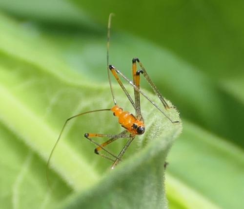 Cosmolestes pictus